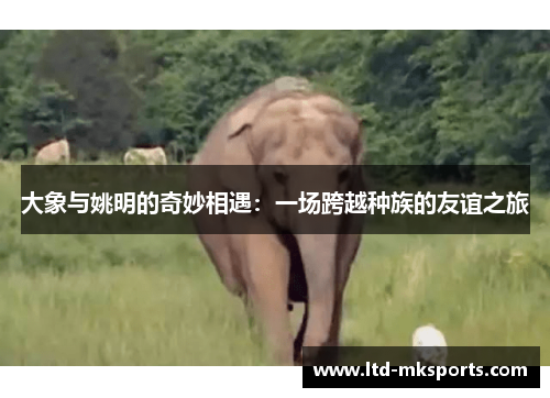 大象与姚明的奇妙相遇：一场跨越种族的友谊之旅